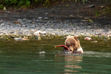 Young grizzly bear cub, Ursus arctos horribilis, catches and eats the fish in river © Pete Niesen Photo