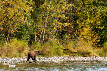Young grizzly bear cubs, Ursus arctos horribilis, scavaging along a river bank © Pete Niesen Photo