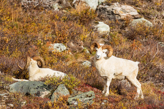 Two dall sheep, Ovis dalli, rest in the sage brush on a mountainside