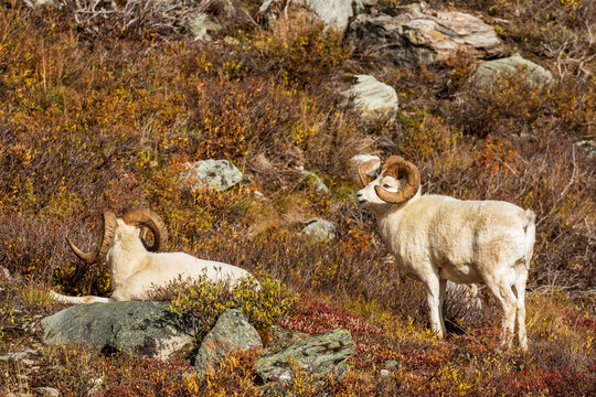 Two dall sheep, Ovis dalli, rest in the sage brush on a mountainside