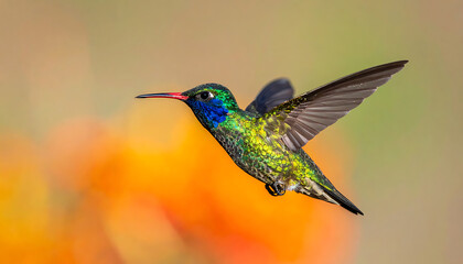Fototapeta premium Hummingbird in mid-flight, iridescent green and blue feathers shimmering, delicate beak, wings blurred with motion, vibrant orange flowers in soft focus background