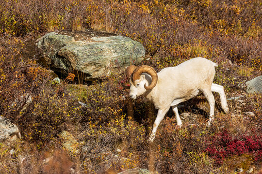Dall sheep, Ovis dalli, walks in the red autumn sage brush on a mountainside