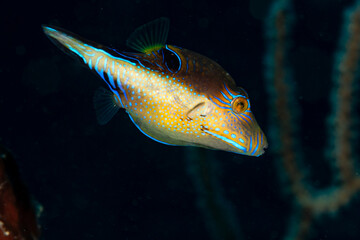 Close-up of Sharpnosed Puffer Fish, Canthigaster rostrata, with intricate colorful face designs © Pete Niesen Photo