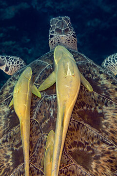 2 Common Remora Fish, Remora remora,  attach to the shell of a Green Sea Turtle, Chelonia mydas, swimming in blue tropical waters