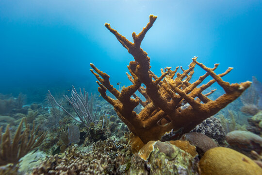 Healthy Elkhorn coral in a reef landscape with various hard corals