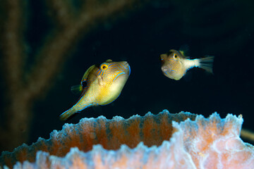 Close-up macro view of 2 Sharpnosed Puffer Fish, Canthigaster rostrata, with intricate colorful face designs © Pete Niesen Photo