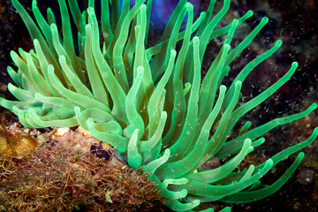 Beautiful and colorful green Sea anemone, actiniaria, with long tentacles on coral reef © Pete Niesen Photo