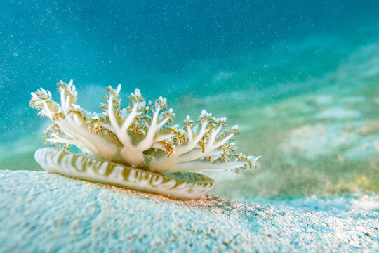 Upside down jellyfish, Cassiopea, sits on white sand and extends tentatcles into clear blue green waters