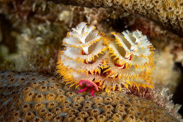 Close-up of delicate displays of Christmas tree worm, Spirobranchus giganteus, display on coral reef © Pete Niesen Photo