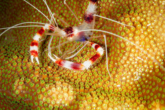 Close-up macro view of bannded cleaner shrimp on coral