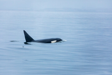 Fototapeta premium Mother and juvenile orcas, killer whales, swim through calm gray ocean waters