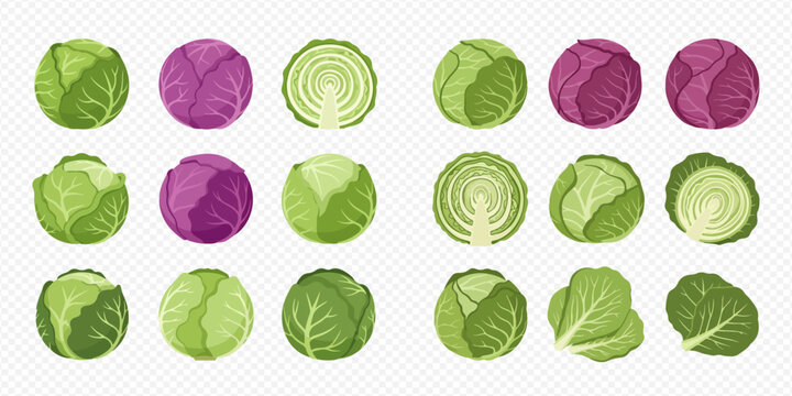 Collection of fresh green and red cabbage varieties, whole and sliced, for healthy eating and cooking.