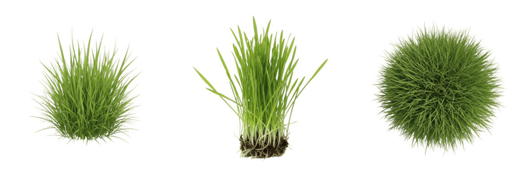 Collection of green grass clumps and tufts isolated on a white background, variety of realistic 3D lawn vegetation and botanical specimens, high resolution elements for professional landscape and envi