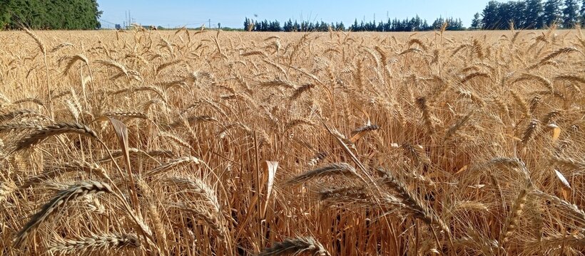 A golden wheat field in the Moroccan suburbs