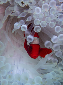 Maroon Clownfish (Premnas biaculeatus) Nestled in White Anemone Tentacles