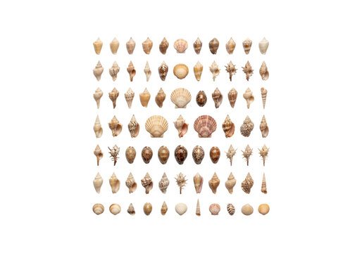 Collection of seashells in beige and brown tones png on transparent background