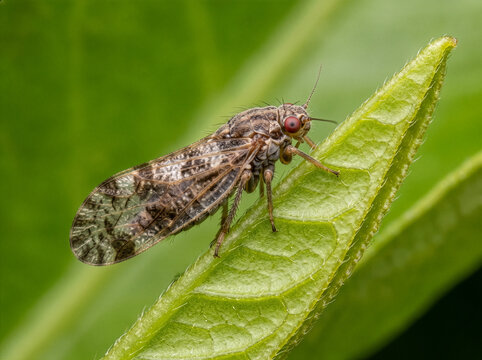 Detailed side profile of an Asian citrus psyllid bug with patterned wings on a textured green citrus leaf, transmitting HLB disease.