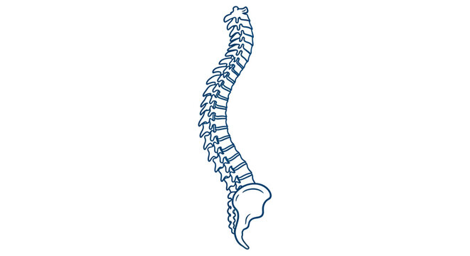 Human Spine Anatomy Illustration, Medical Vertebrae Skeleton
