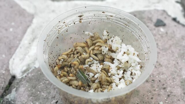Macro View of Disgusting Maggots Infesting Discarded Food Waste