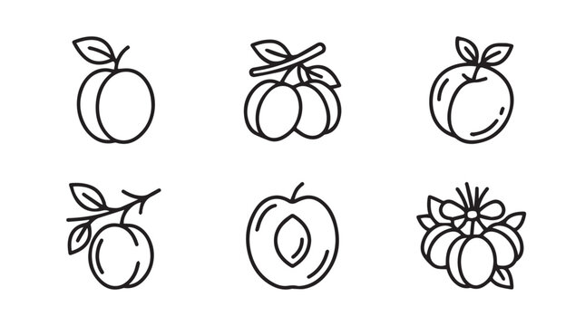 Set of plum fruit sketches on branches with hand drawn cross section botanical monochrome illustration stonefruit isolated culinary ingredient nutrition collection agriculture