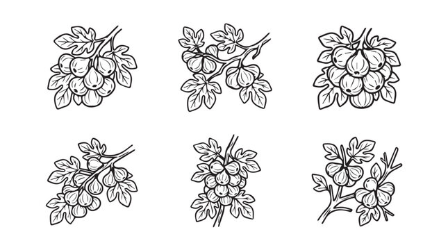 Collection of hand drawn fig fruit branches and leaves with botanical illustration collection isolated background minimalist nutrition ingredient agriculture vegetarian culinary