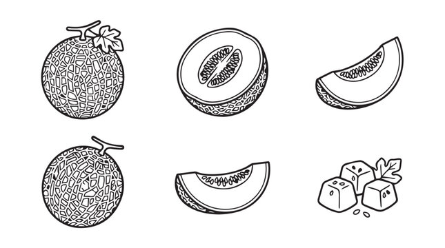 Cantaloupe melon fruit hand drawn vector icons with cantaloupe botanical illustration monochrome engraving background isolated culinary ingredient collection