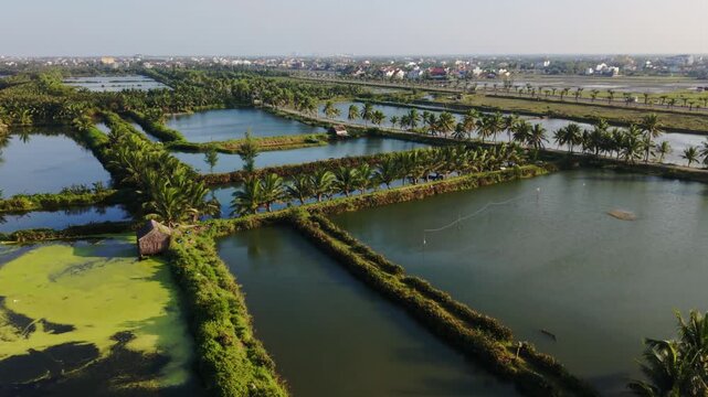 Aerial View Hoi An Fish Ponds Showing Geometric Aquaculture Ponds, Palmlined Dikes, Calm Reflective Water, Green Algae Patches, Distant Rice Fields, Rural Wetland Mood And Soft Morning Light