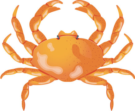 Realistic Orange Crab Vector Illustration Isolated on White Background