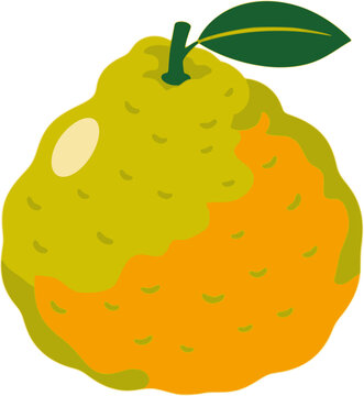 Ugli Fruit Fruit Vector Illustration
