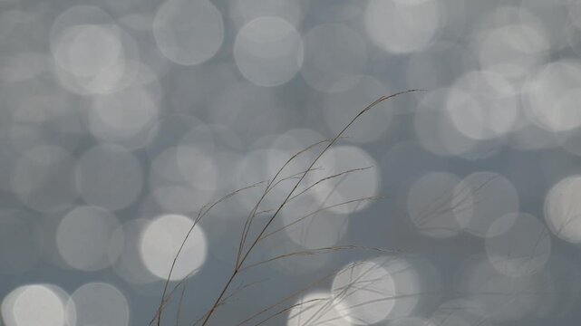 Dry blades of grass blowing in the wind, with glittering waves with bokeh on the background; in slow motion. Nature background.