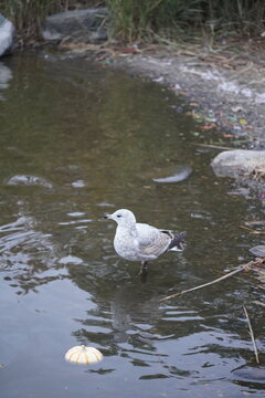 Water Birds on Winter Lake