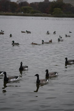 Water Birds on Winter Lake
