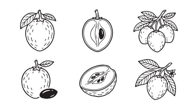 Hand drawn illustration set of star fruit botanical sketches with starfruit carambola handdrawn illustration tropical botanical monochrome isolated collection detailed artistic agriculture