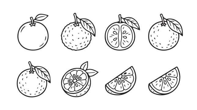 Collection of hand drawn citrus orange fruit icons with illustration isolated monochrome segments nutrition vegetarian collection stylized refreshment