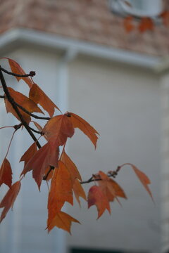 Seasonal Urban Nature Detail