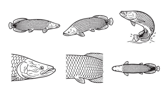 Hand drawn technical illustrations of arapaima gigas giant river fish with arapaima wildlife creature underwater illustration predator detailed isolated collection freshwater biological