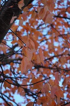 Seasonal Urban Nature Detail