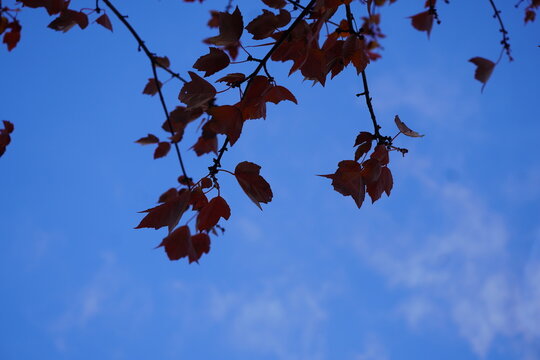 Seasonal Urban Nature Detail