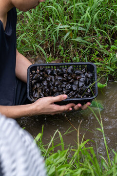 Close-up of hands holding a basket full of freshly gathered black water caltrops beside a lush grassy stream