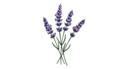 Fototapeta premium A beautiful closeup of a blooming purple lavender flower bunch isolated on a white background, showcasing the vibrant violet flora of a spring garden herb