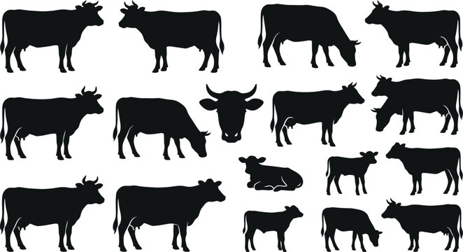 Cow Silhouette Set with Cattle Bulls Calves Grazing Livestock and Farm Animal Collection Vector