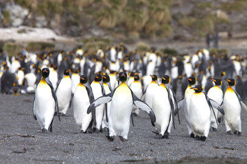 Obraz premium King penguins on South Georgia Island