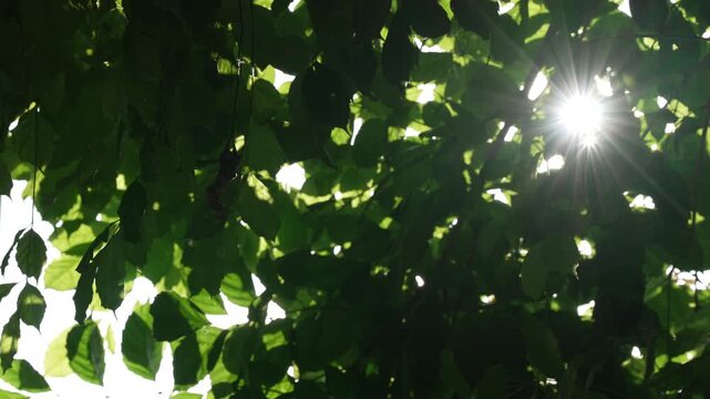 Sharp focus sunstar starburst through backlit tree foliage, real nature background overlay