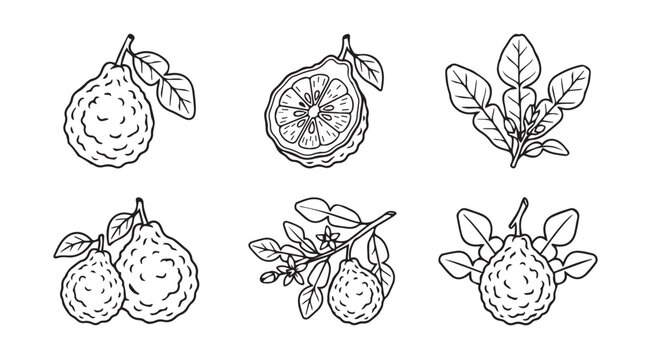 Kaffir lime fruit and leaves monochrome hand drawn illustration set with botanical illustration ingredient thailand culinary monochrome isolated vitamins vegetarian agriculture detailed