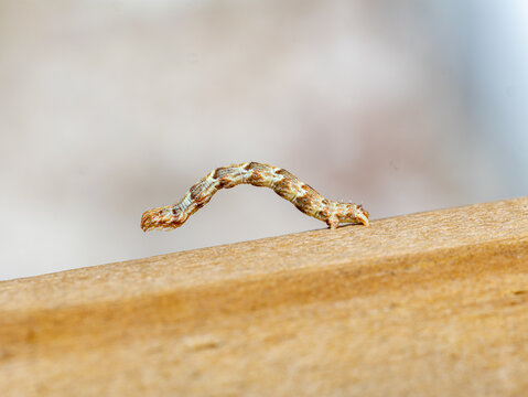 Inchworm Geometridae Caterpillar in Looping Pose on Wooden Surface Against Neutral Background, Florida Insect Macro Photography