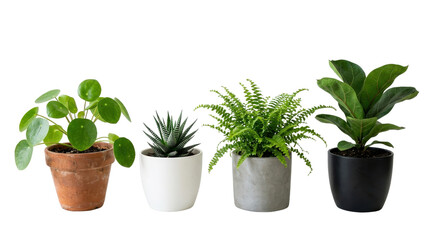 Fototapeta premium Four potted houseplants in contrasting ceramic pots against a checkered wall backdrop