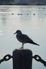 Fototapeta premium Water Birds on Winter Lake