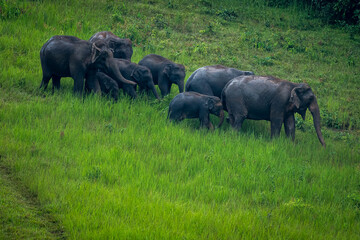 Fototapeta premium Its body is gray, its snout is called the trunk. The trunk of the Asian elephant has only one beak. Nakhon Ratchasima, Thailand.