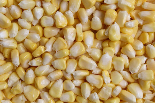 Fresh corn kernels full as background