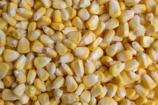 Fresh corn kernels full as background